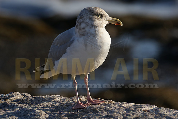 Sea Gull by the Harbor