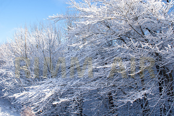 Fresh-fallen Snow