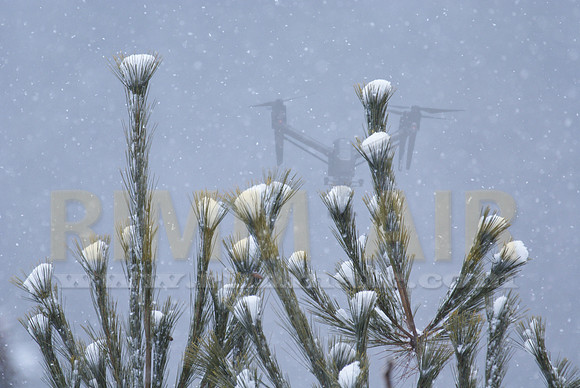 Snowing on the Treetops