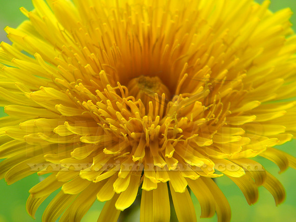 Dandelion