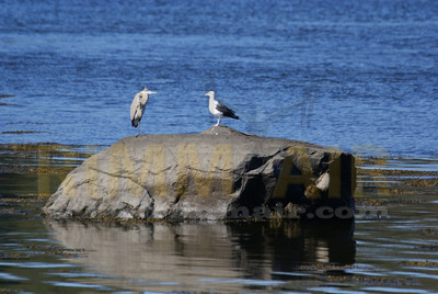Birds Avoid Bridge Activity/Noise