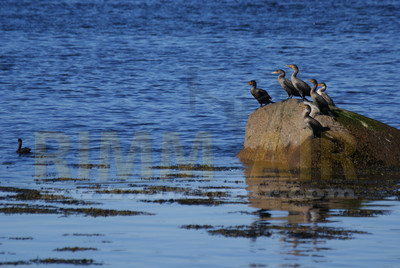 Cormorants Avoid Bridge Activity/Noise