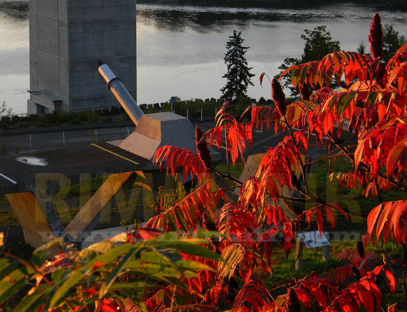 Gorgeous Sunlit Sumac - Fall Colors