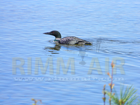 Loon