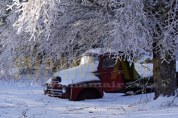 Iced Tree Over Old Farm Truck