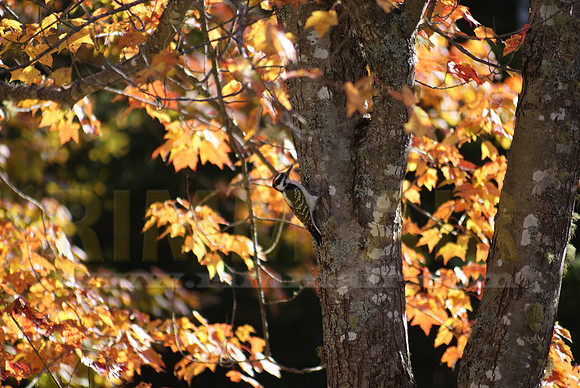 Downy Woodpecker Surrounded by Fall Colors