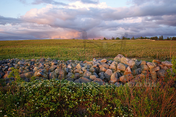 Spring Blueberry Field